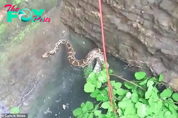 Footage shows the snake floating at the bottom of the well. Rescuers try to use a branch attached to a rope to hoist the snake out of the water