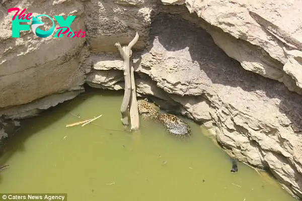 Locals spotted the leopard submerged in the water after it fell into the well while searching for food. The villagers raised the alarm and animal rescue teams were called 