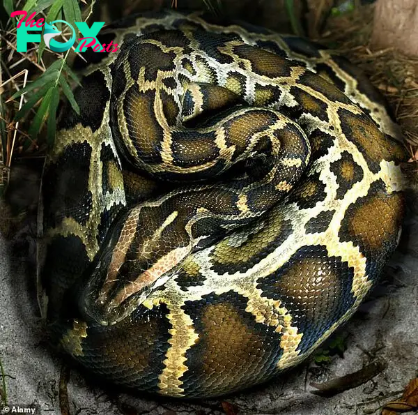 Indian rock pythons are known as python molurus. They generally reside in a variety of different habitats but they need a permanent source of water (stock image)