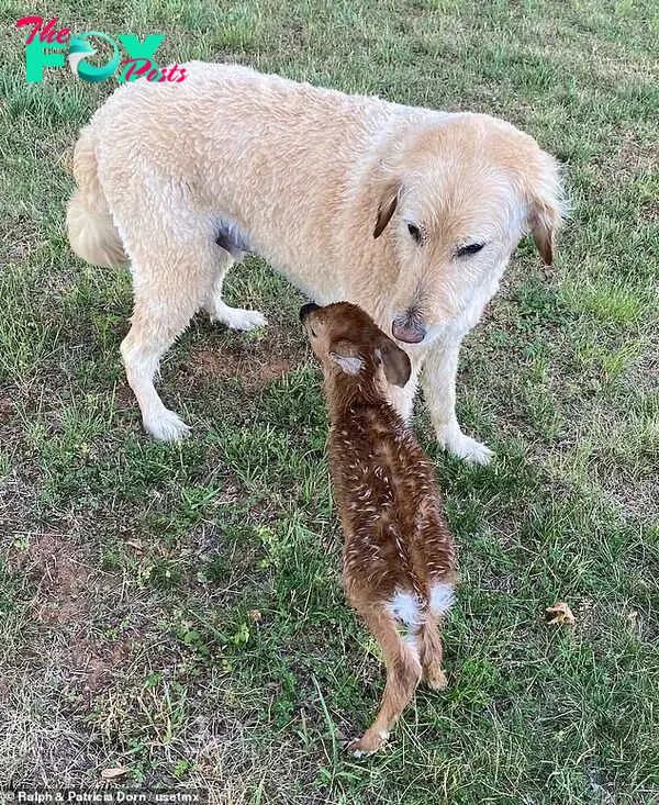 Harley, a six-year-old Goldendoodle, with his new fawn friend that he rescued from a lake