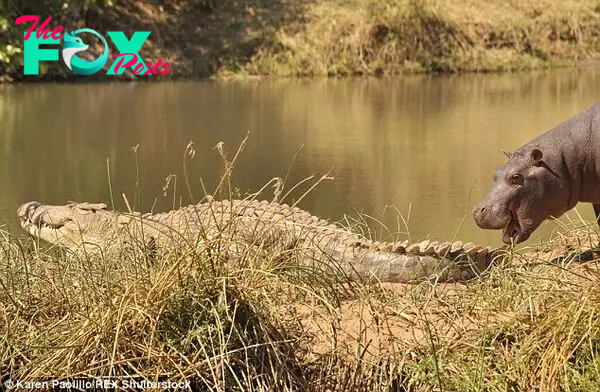 George the hippo playfully approaches the crocodile lying in the sun on the riverbank in the Turgwe River in Zimbabwe 