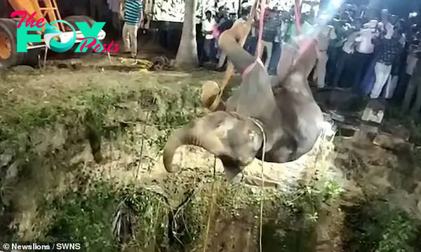 An elephant that fell 50ft down a well after being chased by a pack of dogs is hauled to safety by a crane in the village of Panchapali in southern India's Tamil Nadu yesterday