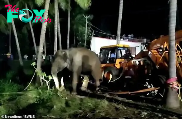 The elephant is winched out while sedated and then regains consciousness on solid ground