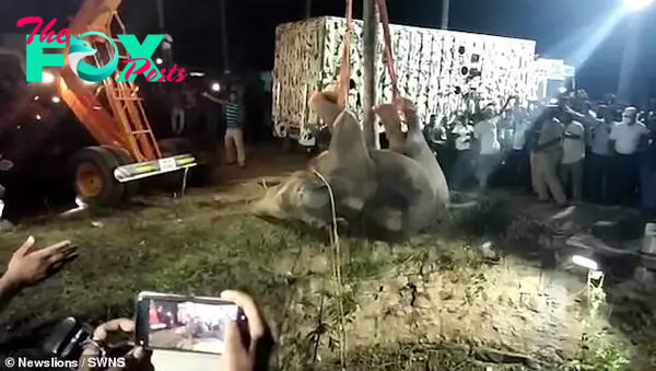 Footage shows the elephant being pulled out of the well to the cheers of large crowds who had gathered around