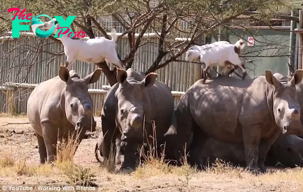 A group of goats and rhinos have formed an unlikely alliance in a wildlife sanctuary in South Africa
