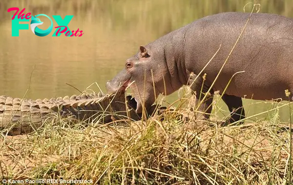 Hippos can often be seen trying to chew or lick the tails of crocodiles, or do it to each other but it is unknown why 