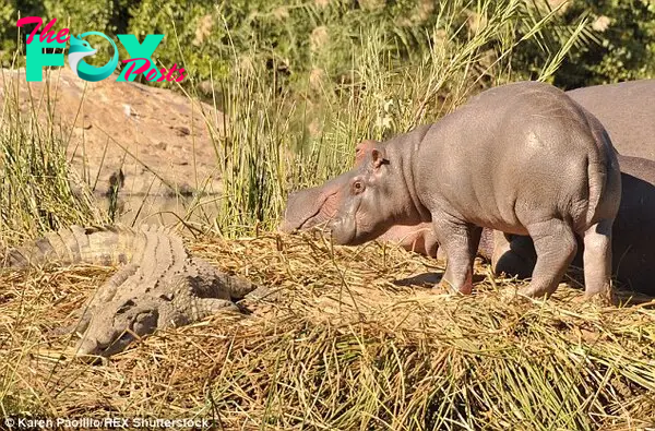 George and another hippo stand face to face with the crocodile. A total of 53 young hippo calves have been born in the reserve 