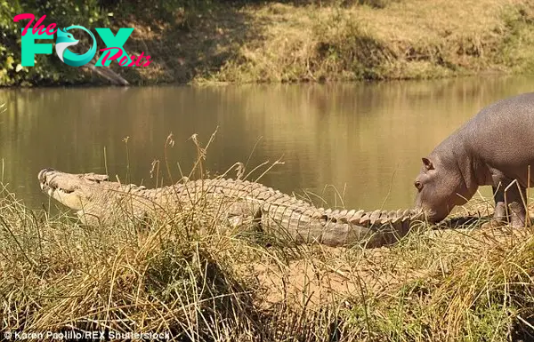 But when the crocodile pays the hippo no attention, he decides to give him a playful bite on the tail 
