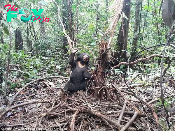 Animal workers in Indonesia were able to save a sun bear caught in a snare after she waved and alerted them to her plight