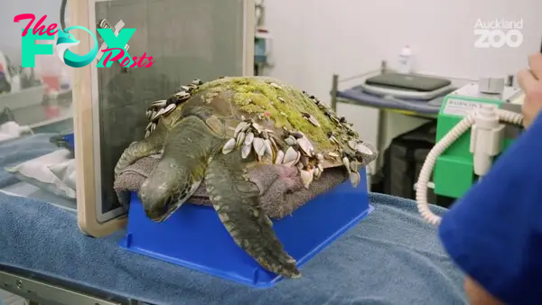 Rescue Sea Turtle, Removing Barnacles From Poor Sea Turtle [Animals,  Nature, Ocean, Moana] CHIKA BOY - YouTube