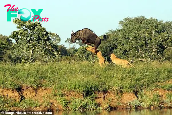 The animal flies over over the lionesses' heads as one of them claws up at him with a huge paw