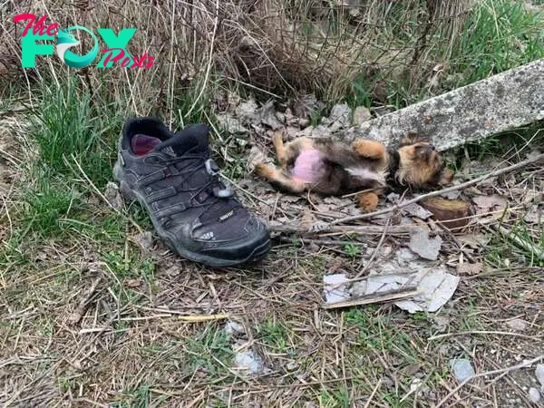 Chú chó đi lạc ngủ cạnh chiếc giày