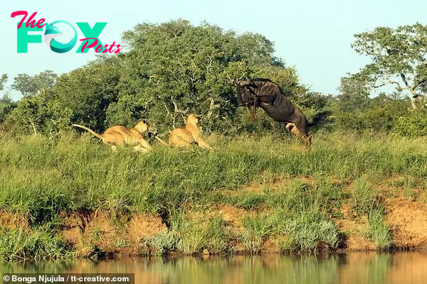 The wildebeest shoots off the ground and jumps over the two lionesses waiting for him