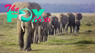 A family of elephants walks through the savannah