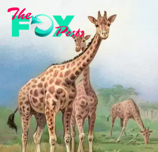 Old chromolithograph illustration of The South African giraffe