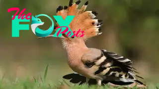 A hoopoe spreading its crest