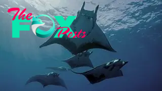 A pack of manta rays swimming underwater