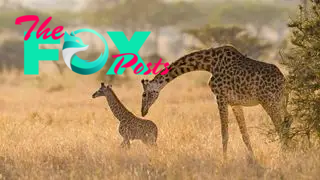 A mother giraffe reaches her head down to a baby giraffe on the savannah