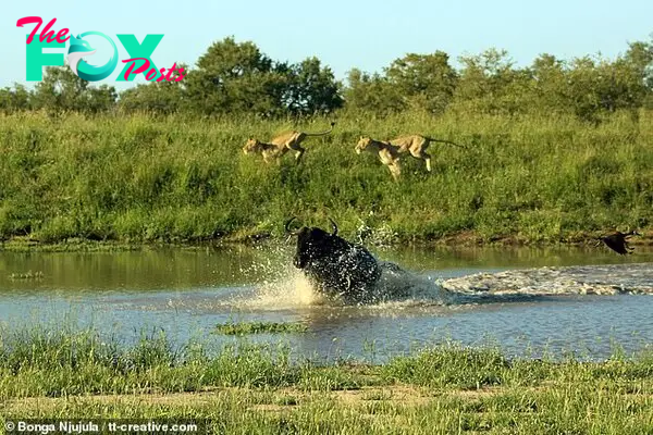 The wildebeest darts across a river after jumping over the lionesses and escaping their claws