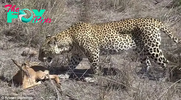 Halt: The leopard stops short of attacking however and instead appears to play with the young animal