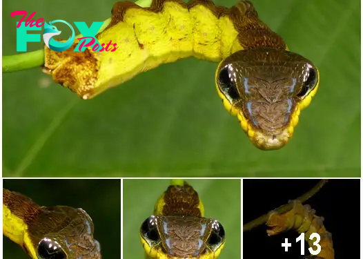 When Threatened, This Caterpillar Takes On the Appearance of a Venomous Snake