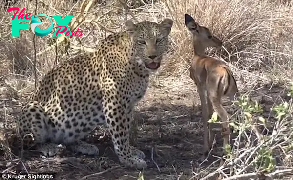 Viewers have debated whether the leopard's intentions were genuine and it was playing the role of a mother