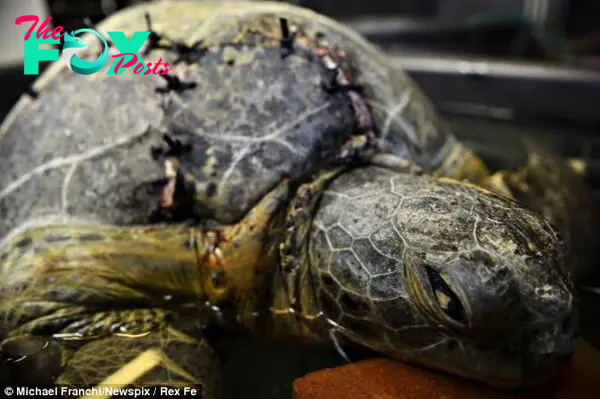 Hurt: Marine Wild Watch duty officer Daniel Low Choy, part of the rescue operation, said the turtle was 'severely damaged' during the incident