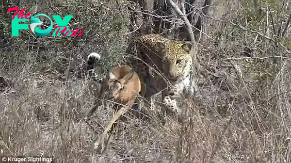 Oh dear: The big cat charges at the impala and at first everything looks to be going wrong for baby animal