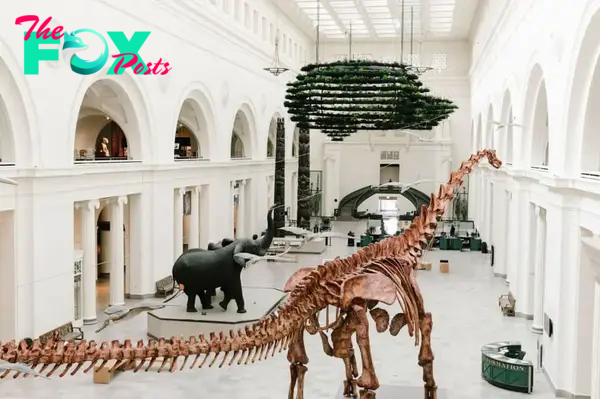 A widely known artifact of this museum is Sue, the name of the Tyrannosaurus rex skeleton.