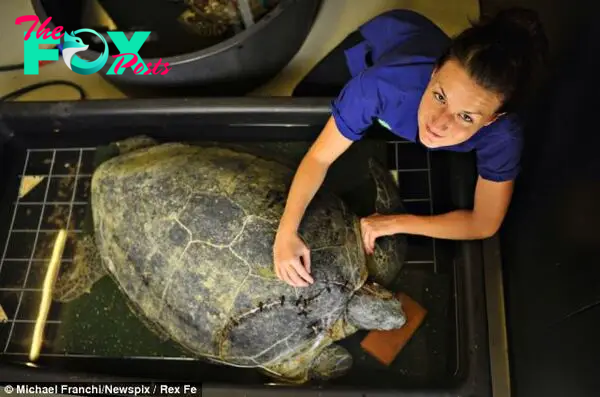 Care: Ark Animal Hospital vet Tess Cooper cares for the severely injured 100kg green reptile at Animal Ark Hospital, in Darwin, Australia