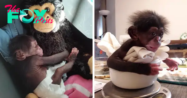 Baby Chimp Cuddles With A Plush Monkey After Being Rejected By His Mother, Finds A New Family | Bored Panda