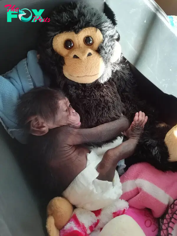 Baby Chimp Cuddles With A Plush Monkey After Being Rejected By His Mother, Finds A New Family | Bored Panda