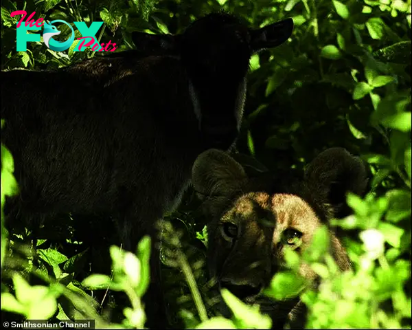 Footage published by the Smithsonian Channel as part of the 2015 documentary 'Surviving the Serengeti' showed a similarly confusing moment in which a lioness allowed a newborn wildebeest calf to snuggle next to her warm body before galloping off to meet its mother
