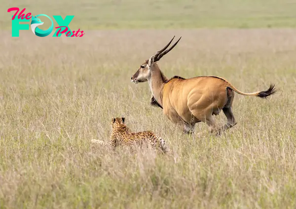 Cheetah chasing an Eland : r/badassanimals