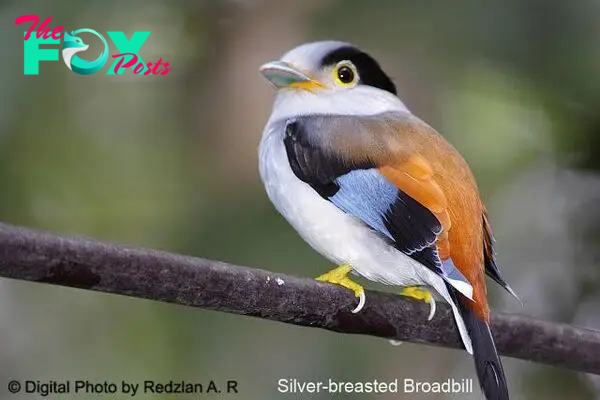 Silver-breasted Broadbill ~ Birds and Nature Photography @ Raub | Animals,  Animal photography, Nature photography