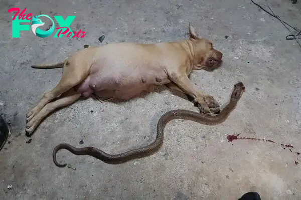 Liều mình bảo vệ chủ khỏi rắn hổ mang, chó đang mang thai 10 đứa con chết thảm - 1