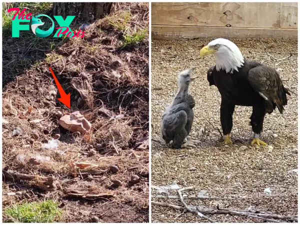 Murphy the bald eagle went from incubating a rock to bonding with an orphaned eagle chick.