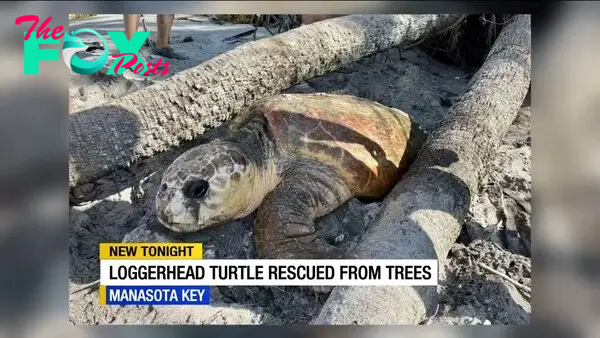 Trapped loggerhead turtle rescued by volunteers on Manasota Key