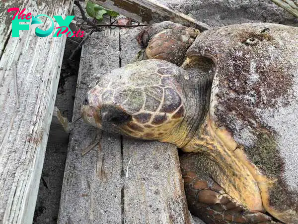 Coastal Wildlife Club rescues 250 pound loggerhead turtle on Manasota Key