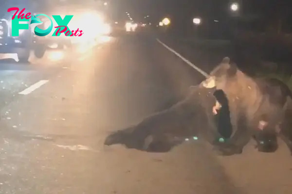 Mother bear pulls injured cub to safety in heartbreaking footage (Video) | New York Post