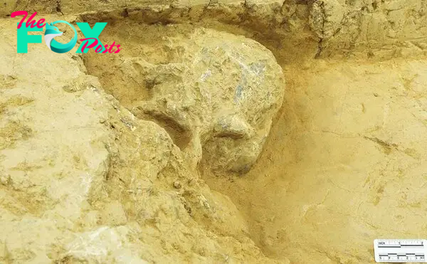 Million-Year-Old Human Skull Found in China Reveals Evolutionary Secrets | Ancient Origins