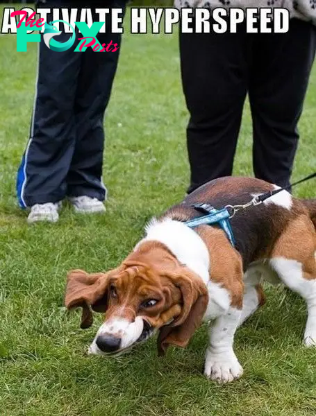12 Best Basset Hound Memes of All Time | Basset hound dog, Basset hound ...
