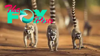 A troop of ring-tailed lemurs walk toward the camera with their young on their backs and tails raised.