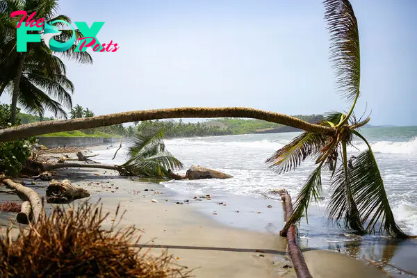 Palm trees wilt after being uprooted by Hurricane Beryl in St. Patrick, Grenada, on July 2, 2024.