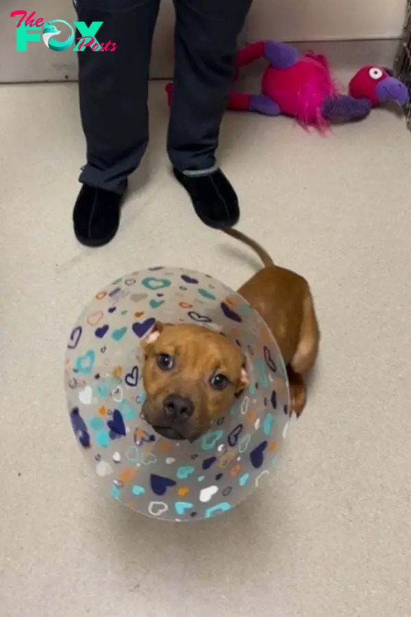 brown puppy in a vet station