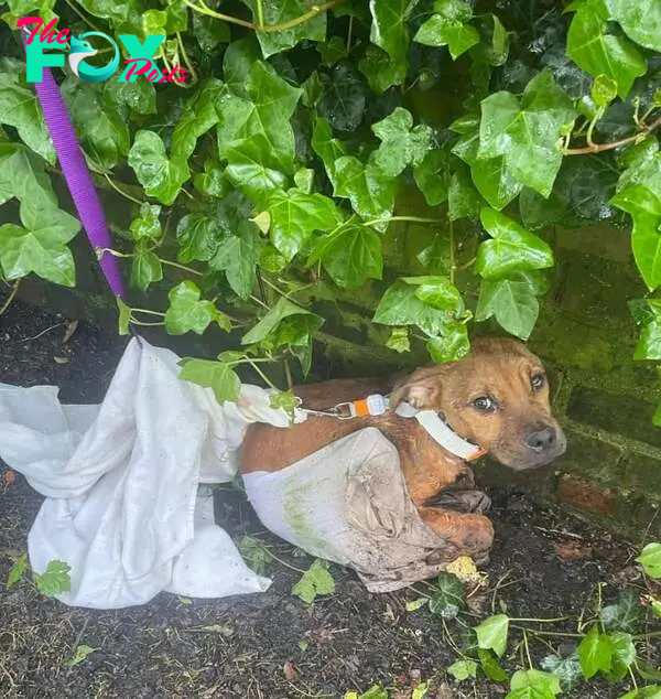 dog sitting near brick wall