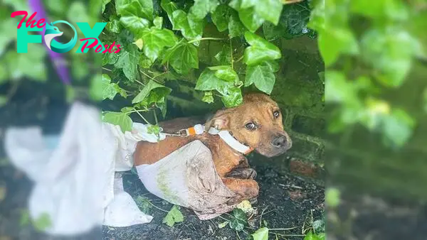 Abandoned Dog Covered In Wounds Was Desperately Crying After His Cruel Owners Tied Him To A Fence