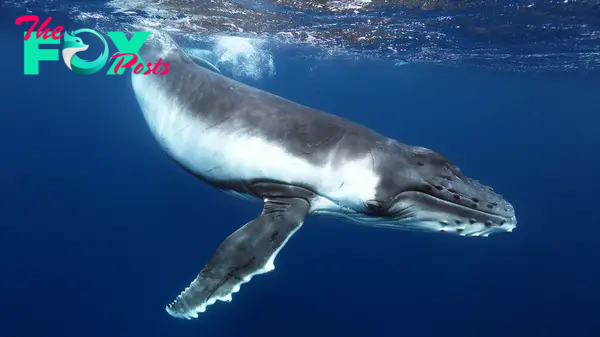 Types of whales: meet the largest animals in the ocean | IFAW