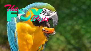 A parrot with its beak open