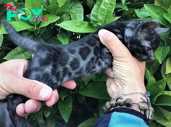 Meet the black Bengal cat with breathtaking charm.NgocChau